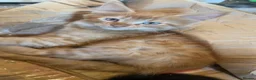 Mixed Breed cats for sale: Two gorgeous maincoon X brothers  - Advert 6