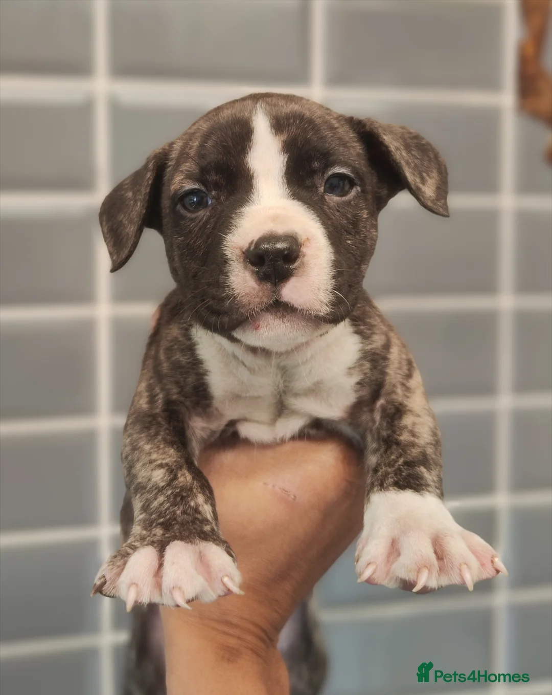 Mixed Breed dogs for sale: 2 X 7 wk old male Staffordshire bt collie mix - Advert 6