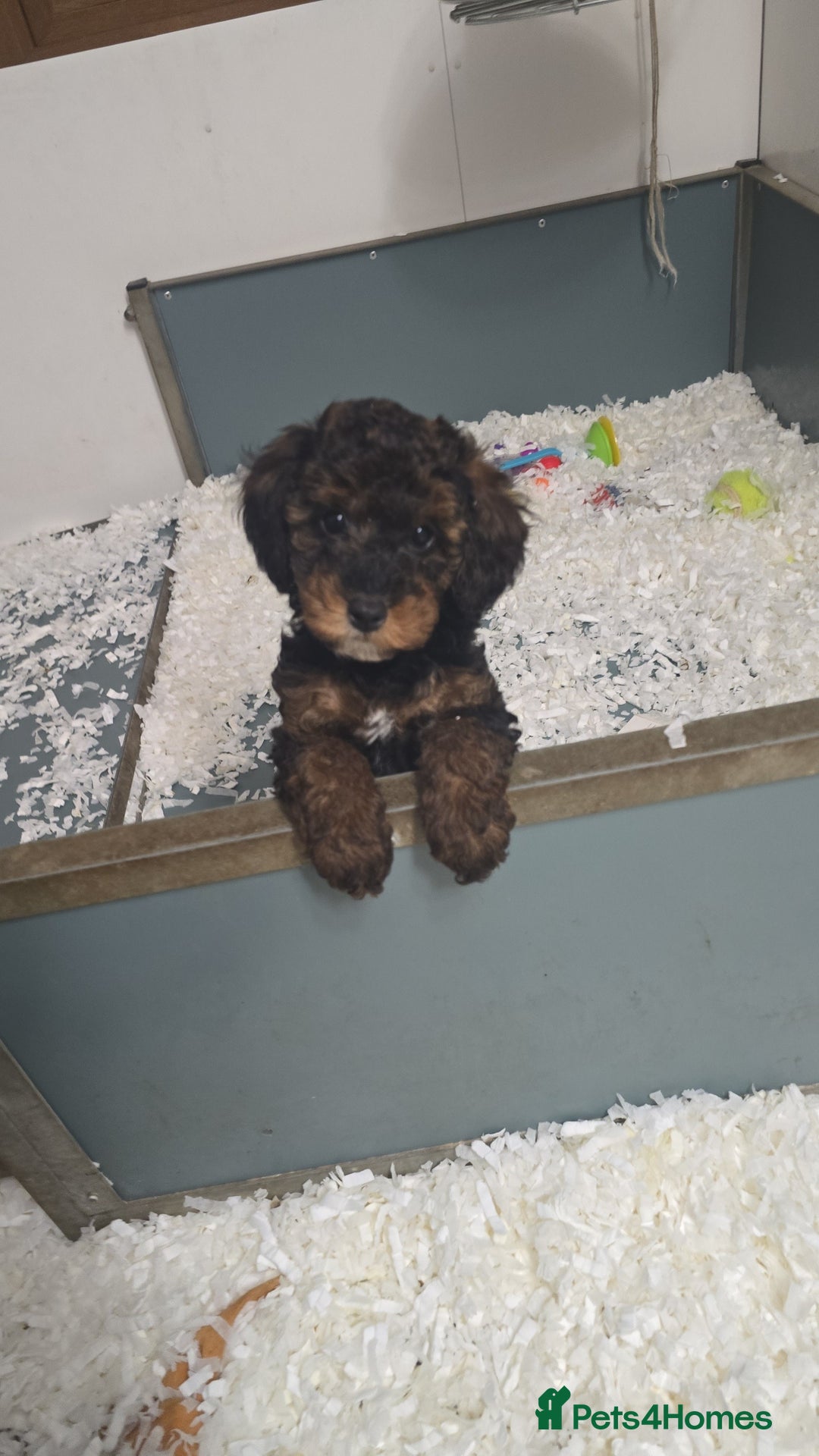 Toy Poodle dogs for sale: Toy Sized Poodles - Ready now - Advert 15