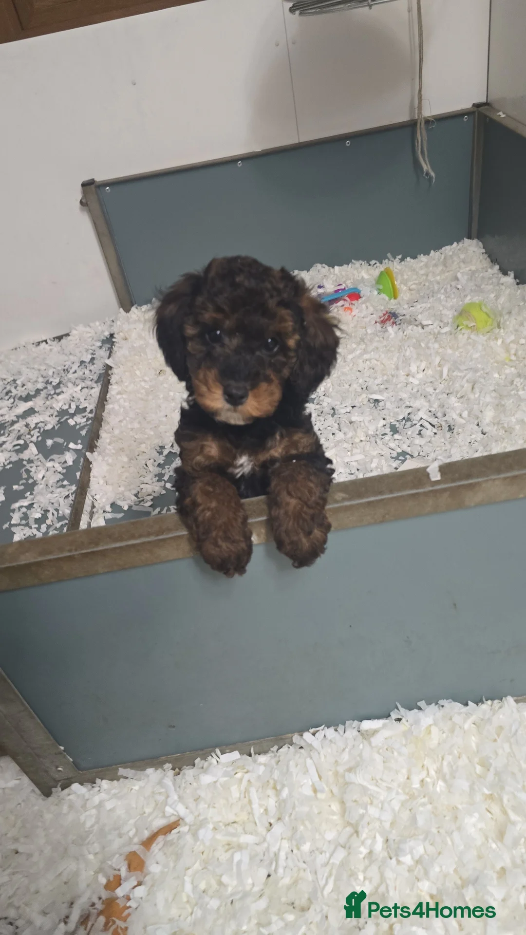 Toy Poodle dogs for sale: Mini merle Poodles - Ready now - Advert 15