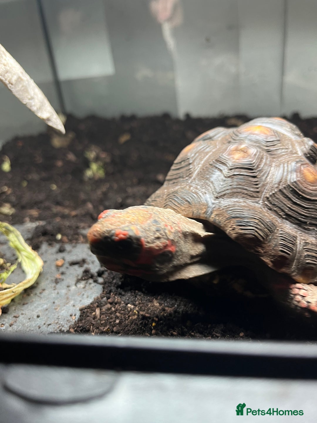 Tortoise reptiles for sale: 4 Year Old Red Footed Tortoise For Sale - Advert 3