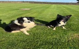 Border Collie dogs for sale: Superb litter of purebred Border Collie puppies  - Image 39
