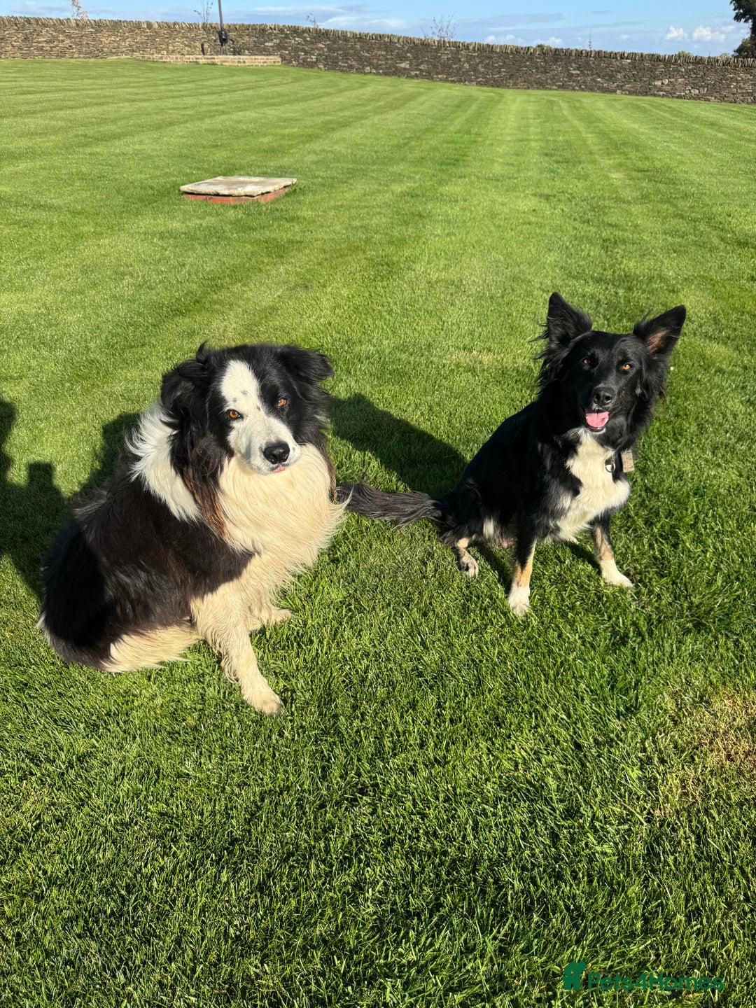 Border Collie dogs for sale: Superb litter of purebred Border Collie puppies  - Image 39
