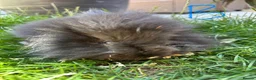 Lionhead rabbits for sale: Lionhead rabbits for sale  - Advert 7