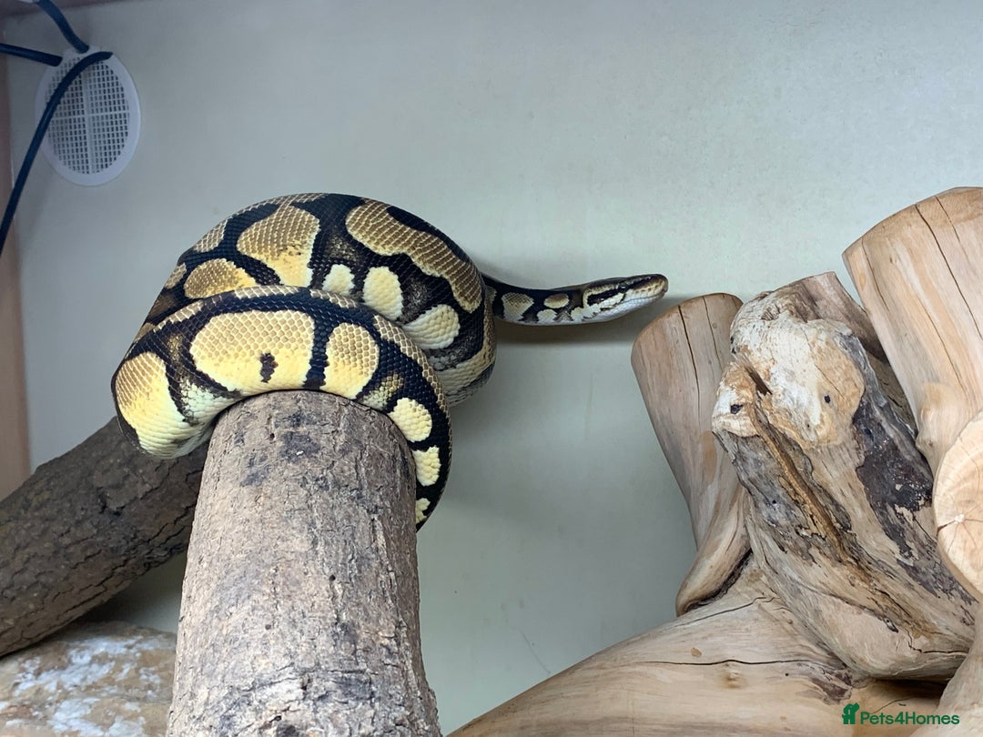 Python Snake reptiles for sale: Royal python with full setup - Advert 9