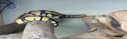 Python Snake reptiles for sale: Royal python with full setup - Advert 9