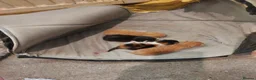 Mixed Breed cats for sale: Four beautiful kittens  in London - Advert 9