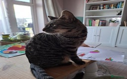 Domestic Shorthair cats for sale: Rehoming our beautiful Callie - Image 10