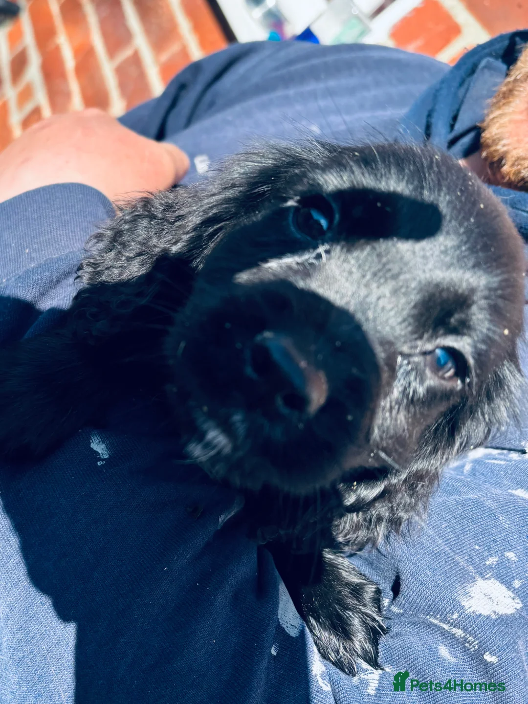 Cocker Spaniel dogs for sale: Colourful Cocker Spaniels  - Advert 2