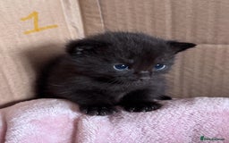 Mixed Breed cats for sale: 5 gorgeous kittens - Image 2
