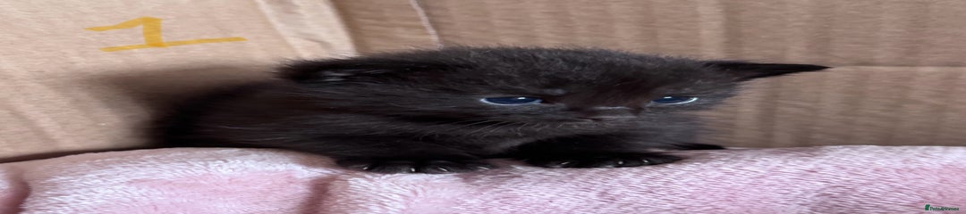 Black female - Kitten 1