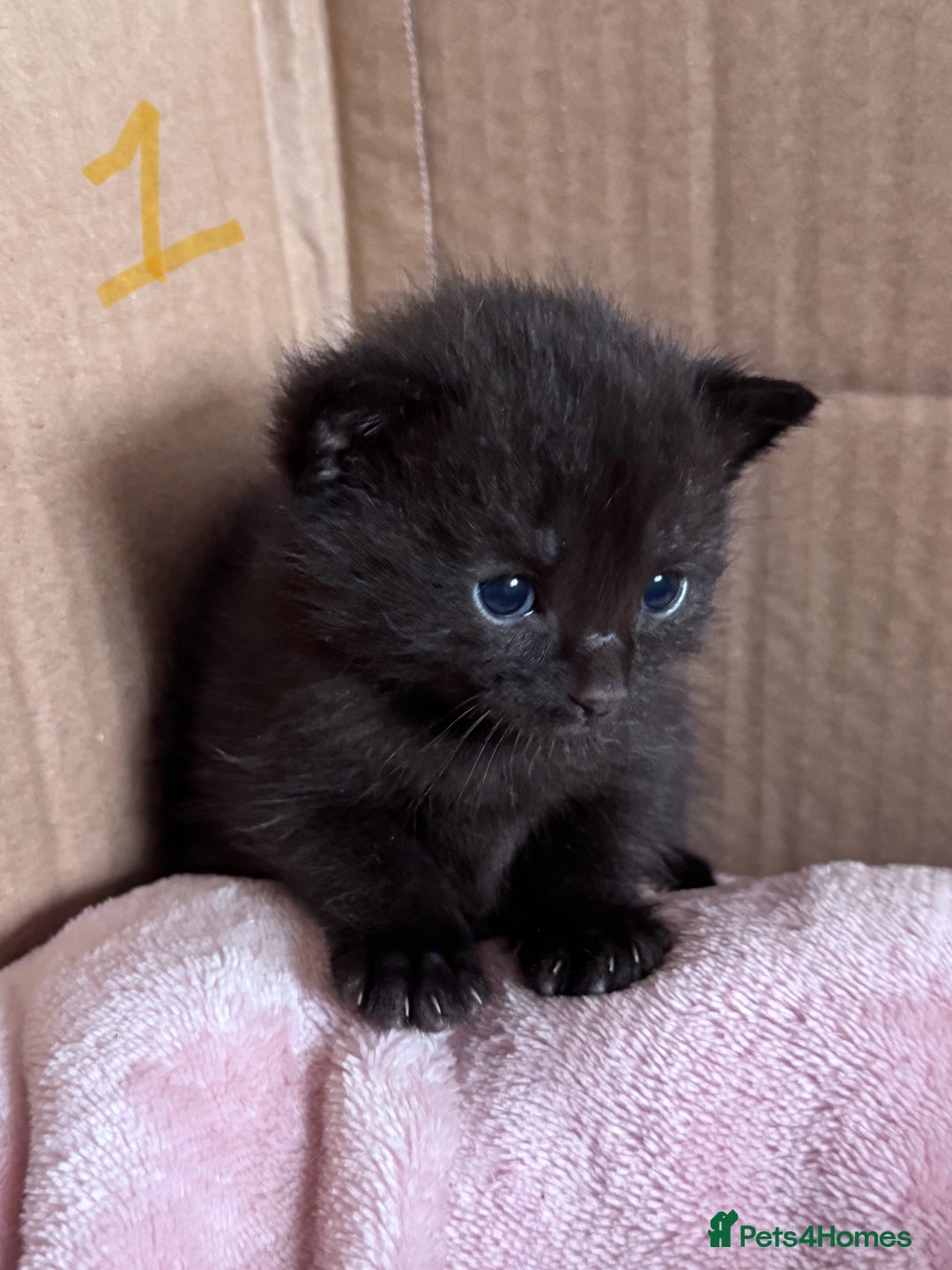 Mixed Breed cats for sale: 5 gorgeous kittens - Image 2