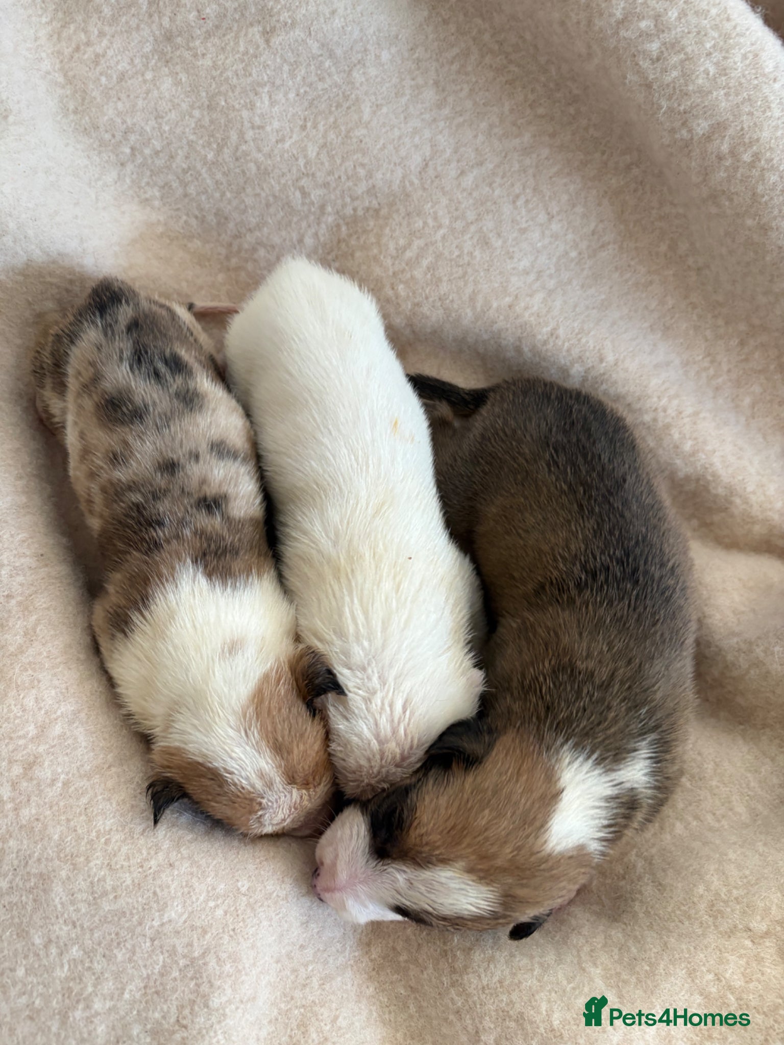 Lurcher dogs Lurcher Puppies - Advert 2