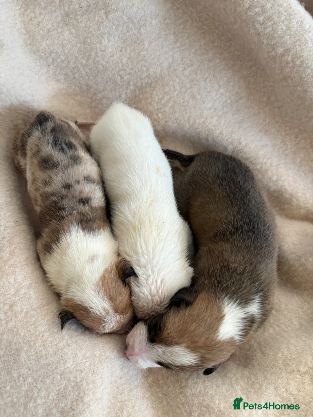 Lurcher dogs for sale: Lurcher Puppies - Advert 2