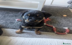 Rottweiler dogs for sale: Ronnie  - Image 3