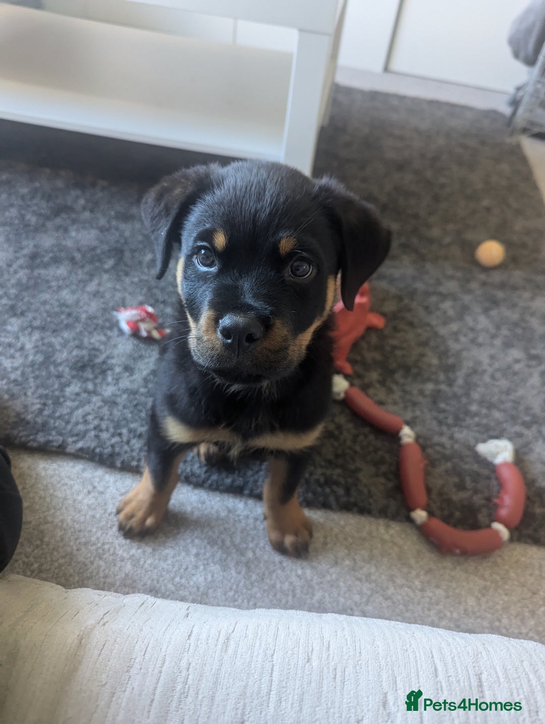 Rottweiler dogs for sale: Ronnie  - Image 3