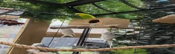 Budgerigars birds for sale: Budgerigar for sale 7 of them - Advert 8
