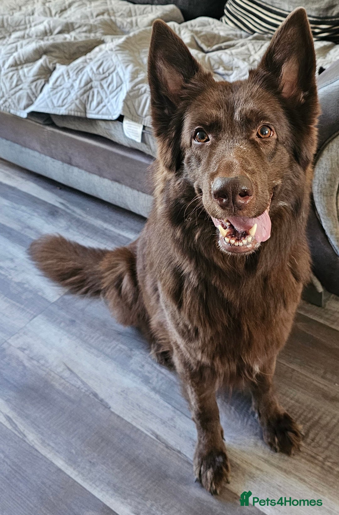 German Shepherd dogs for sale: 💠UPCOMING LITTER ENQUIRE TO FIND OUT MORE💠 - Image 2