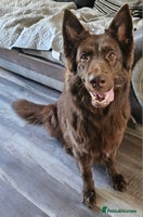 German Shepherd dogs - Advert 2