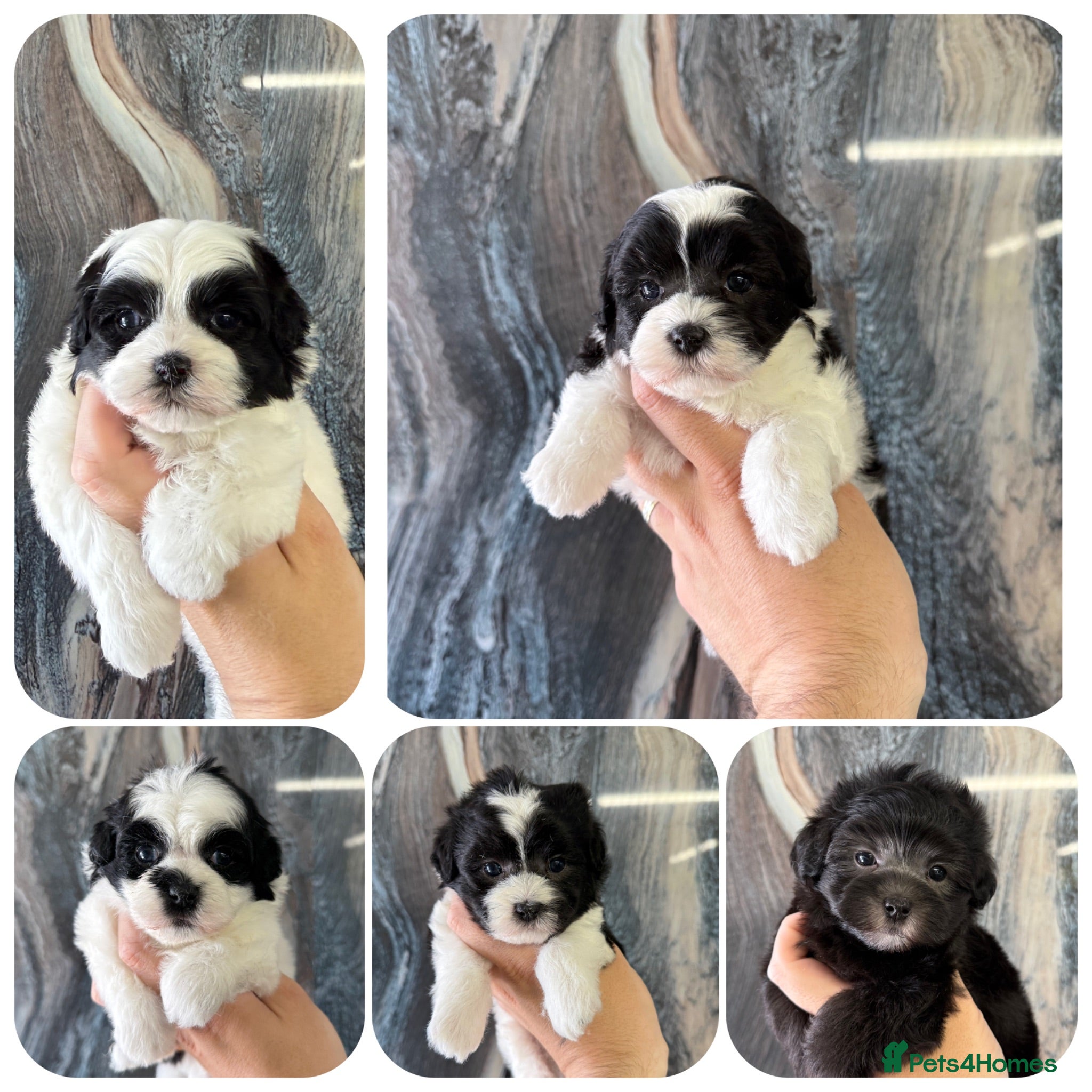Maltipoo dogs 💎 OUTSTANDING TINY KOREAN MALTIPOOS 💎  - Advert 1