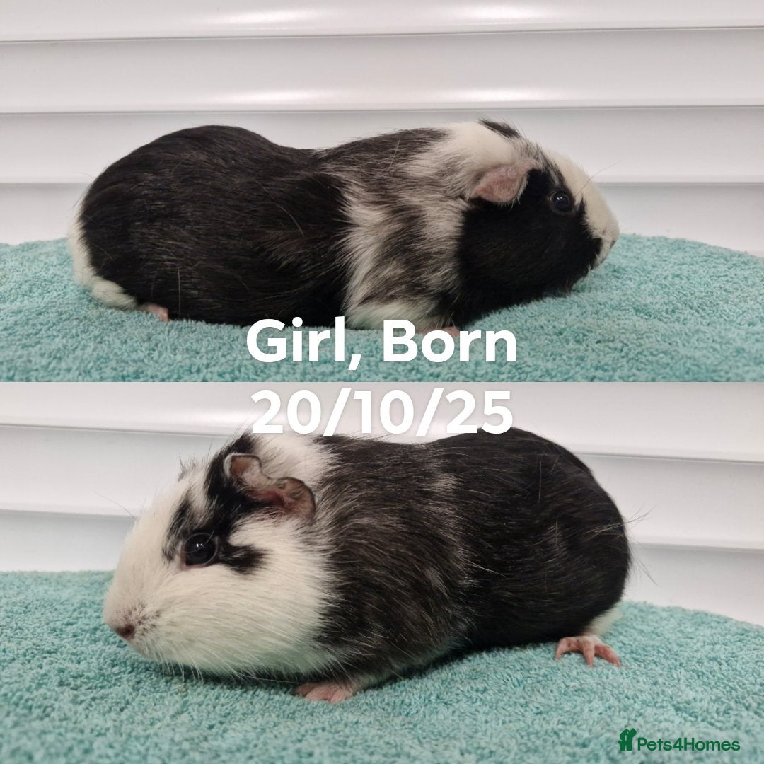 Guinea Pig rodents for sale: Baby guinea pigs - boys & girls available  - Advert 5