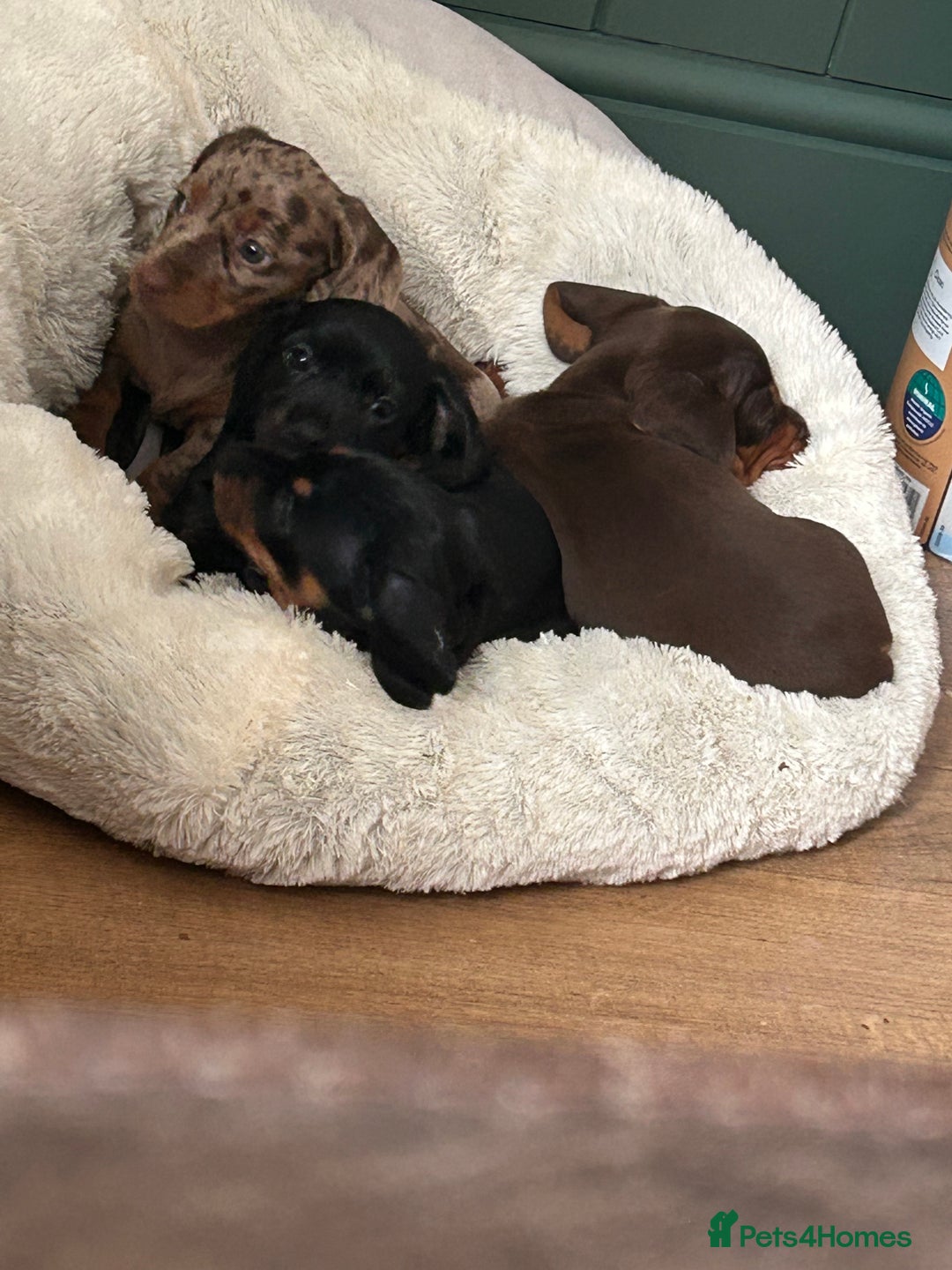 Miniature Dachshund dogs for sale: 🐾 Adorable mini dachshund puppies 🐾 - Image 7