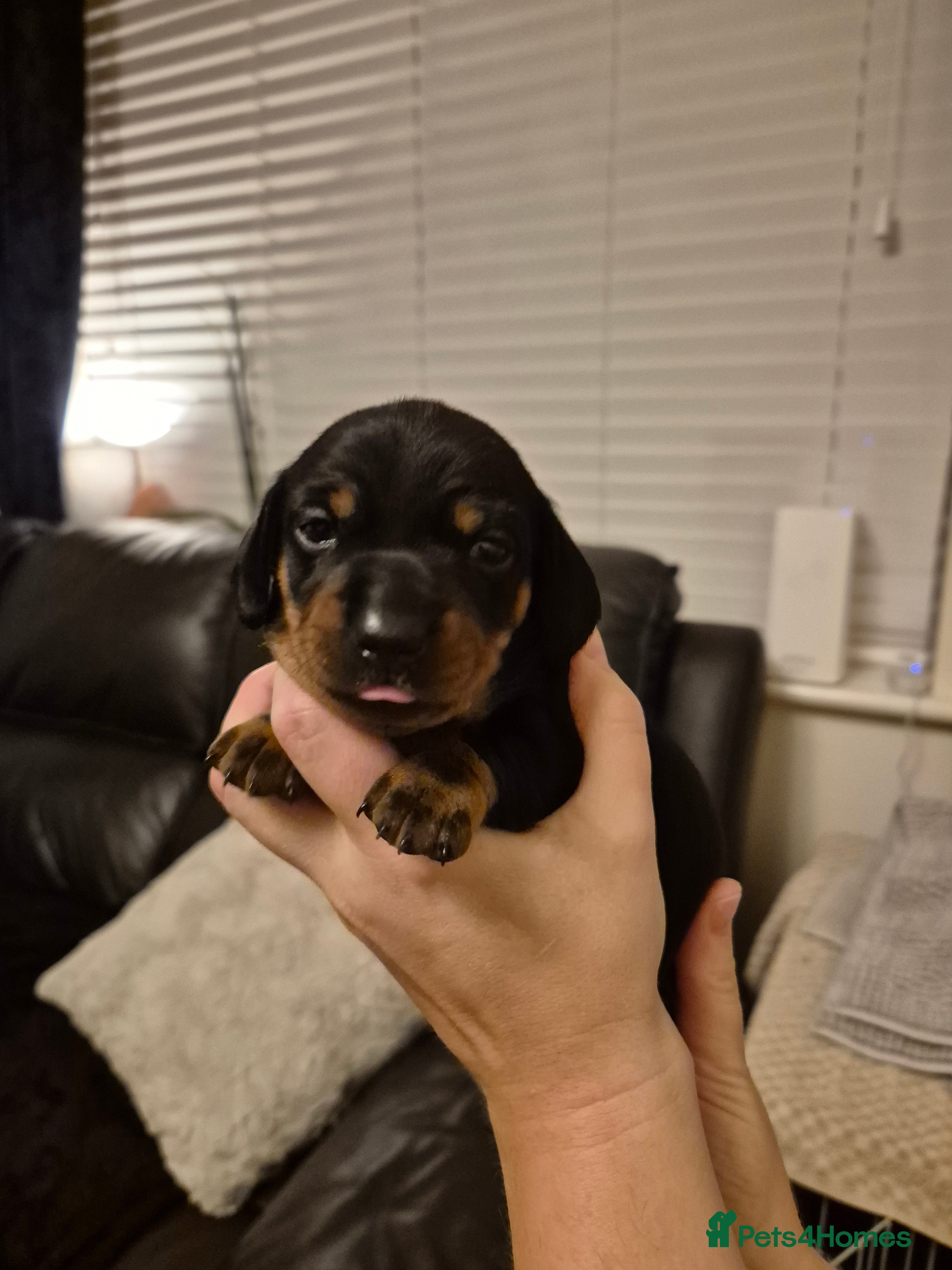 Miniature Dachshund dogs Beautiful Black & Tan Miniature Dachund Puppies - Advert 16