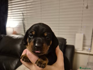 Miniature Dachshund dogs Beautiful Black & Tan Miniature Dachund Puppies - Advert 1