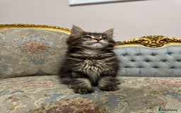 Maine Coon cats for sale: Maine Coon Kittens with Elite Heritage 🌟🌟🌟🌟🌟 - Image 20