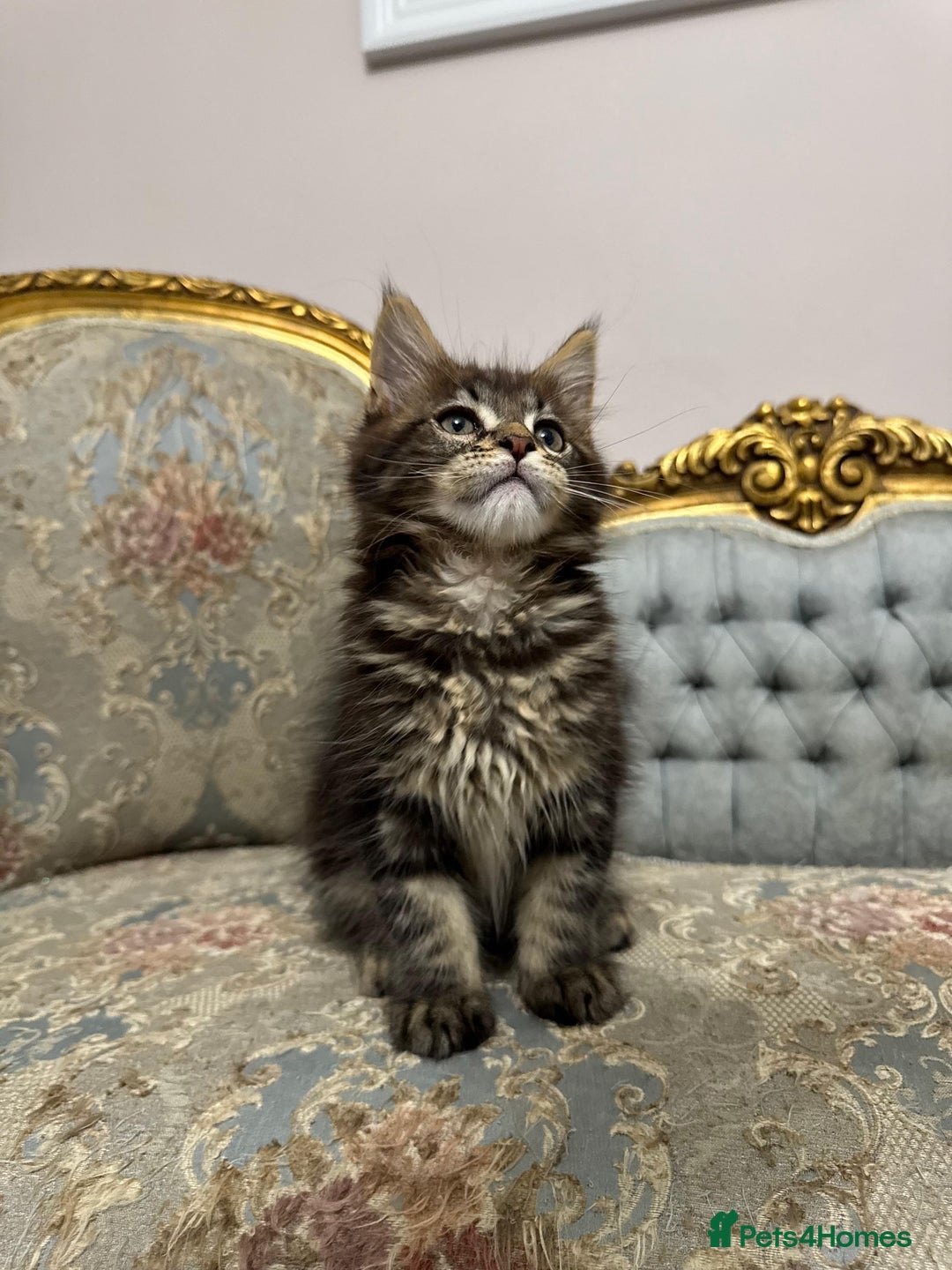 Maine Coon cats for sale: Maine Coon Kittens with Elite Heritage 🌟🌟🌟🌟🌟 - Image 20