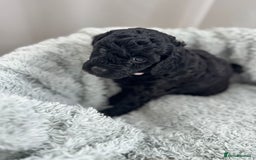 Mini Goldendoodle dogs for sale: A Bundle of Joy F1BB Mini Goldendoodle - Image 7