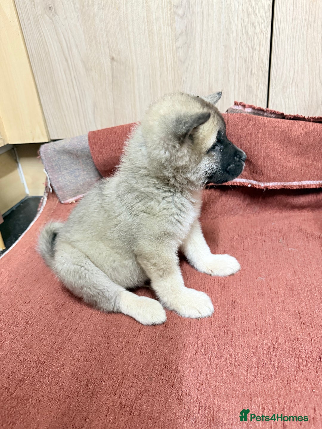 Akita dogs for sale: American Akita - Advert 10