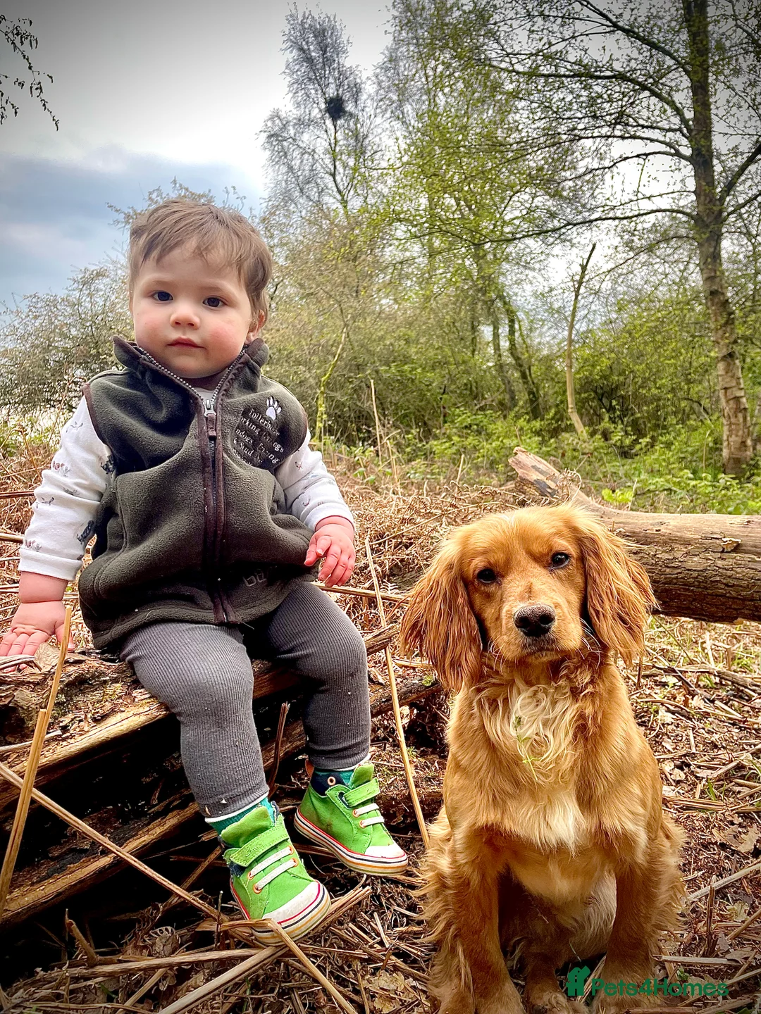 Cocker Spaniel dogs for stud: Small, Compact Health Tested Working Cocker at Stu in Harrogate - Advert 14