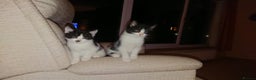 British Shorthair cats for sale: Cheshire Kittens  - Advert 6