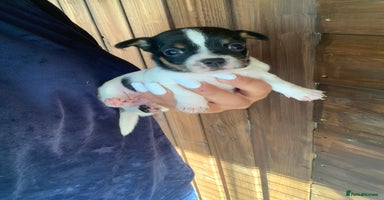 Jack Russell dogs - Advert 11
