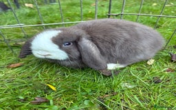 Mini Lop rabbits for sale: Mini Lops - Image 5