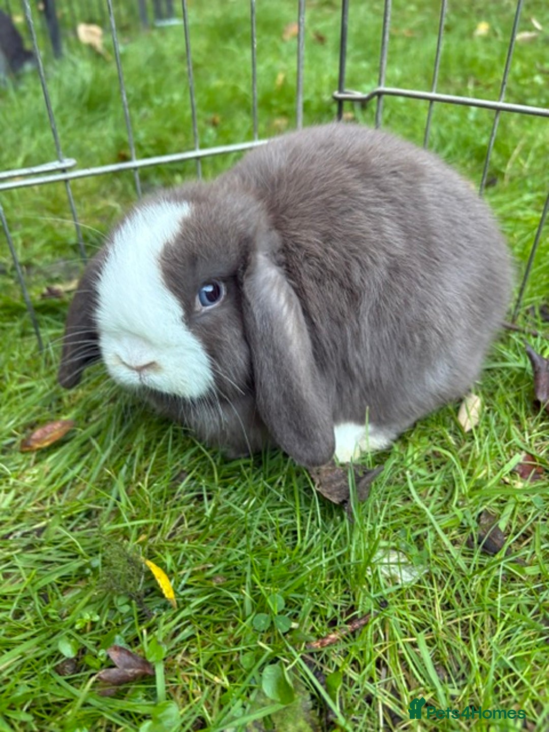 Mini Lop rabbits for sale: Mini Lops - Image 5