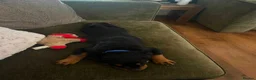 Rottweiler dogs for sale: Exceptional huge Rottweiler pups from amazing line - Advert 6