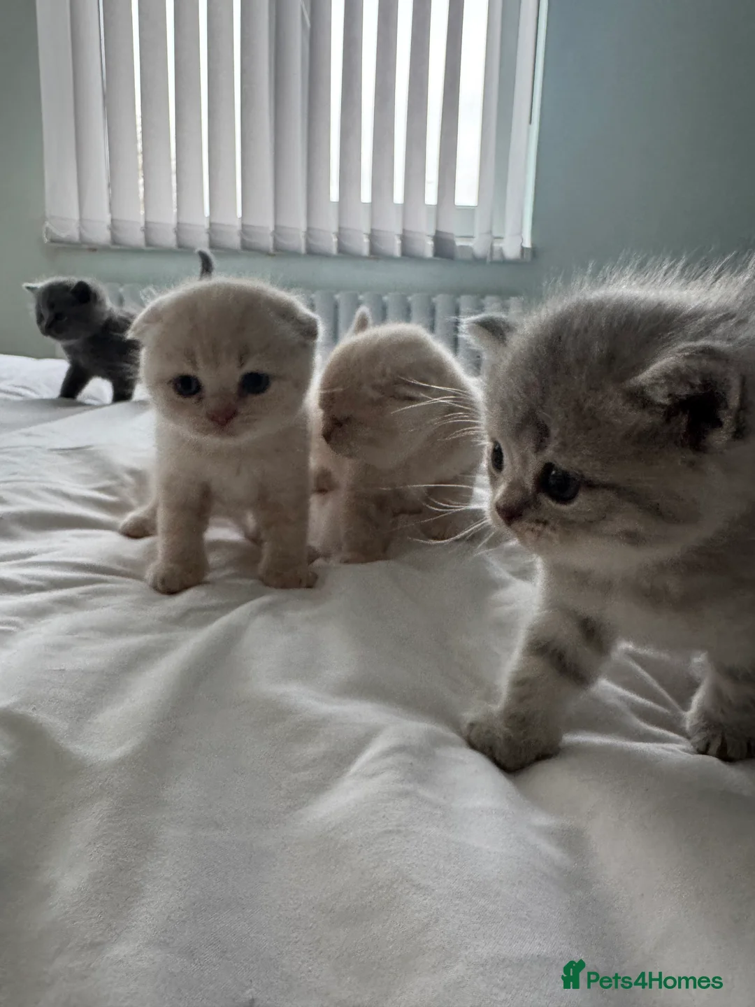 Scottish Fold cats for sale: Gorgeous pure breed kittens  - Advert 7