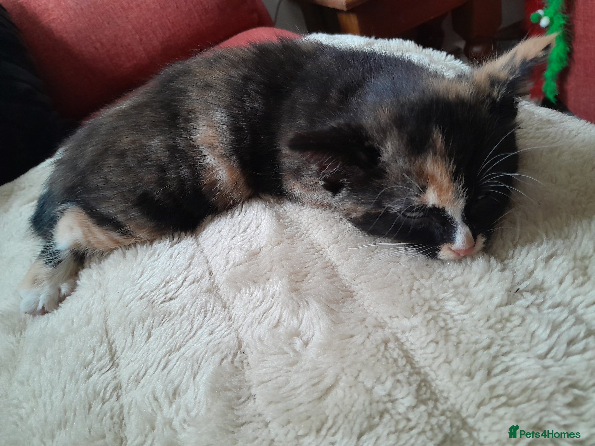 Mixed Breed cats for sale: Kittens - Advert 6