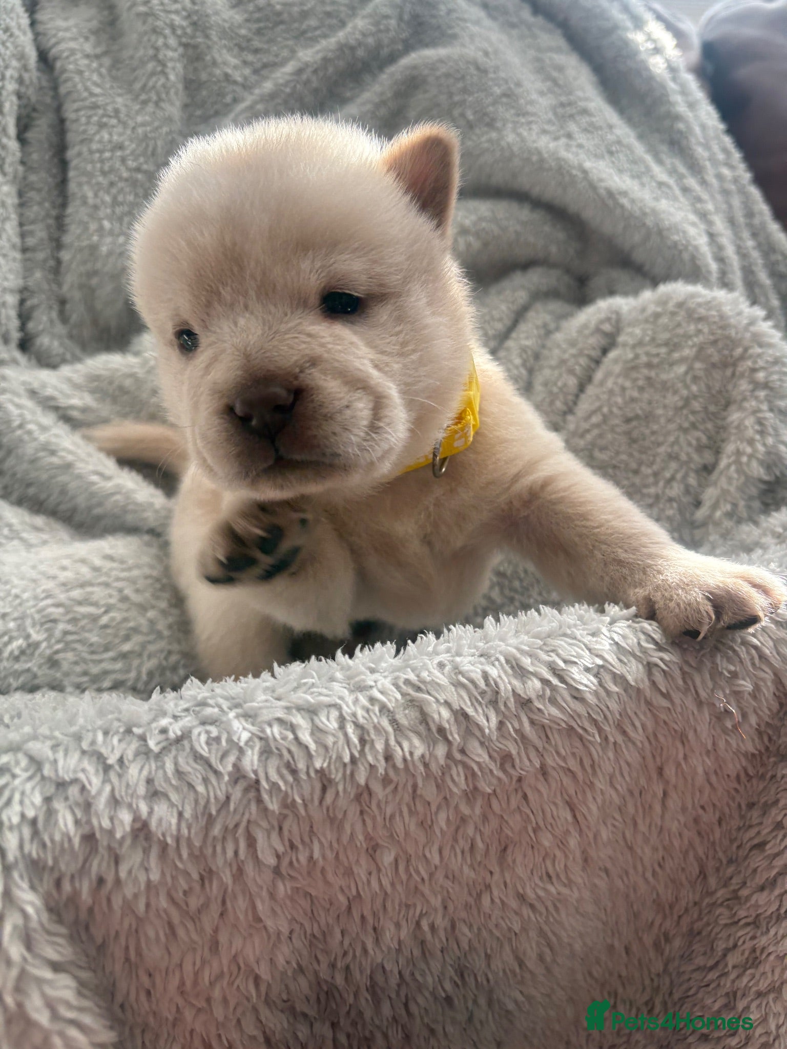 Chow Chow dogs Chow chow puppies 🩷🩷🩷💙🩷🩷🩷 - Advert 3