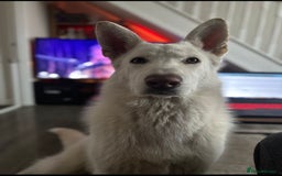 German Shepherd dogs for stud: Nika the shepsky for stud - Image 2