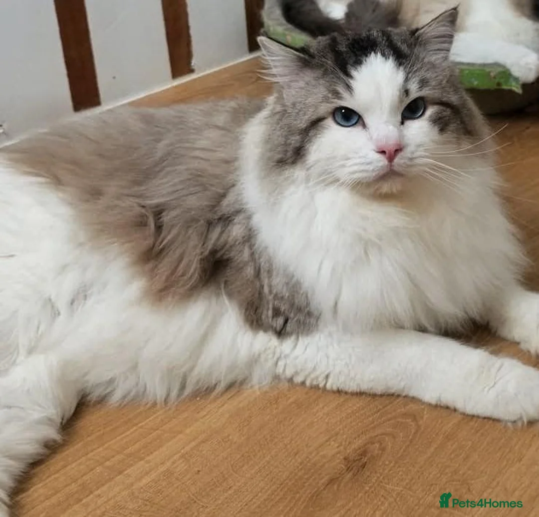 Ragdoll cats for sale: Most amazing ragdoll kitten - Advert 9