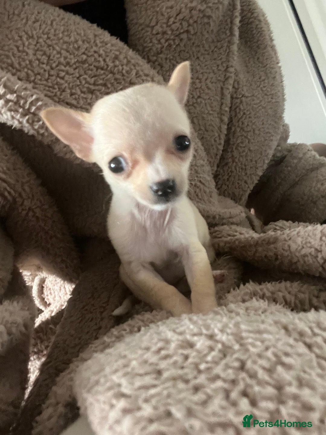 Chihuahua dogs for sale: Beautiful female chihuahua - Advert 2