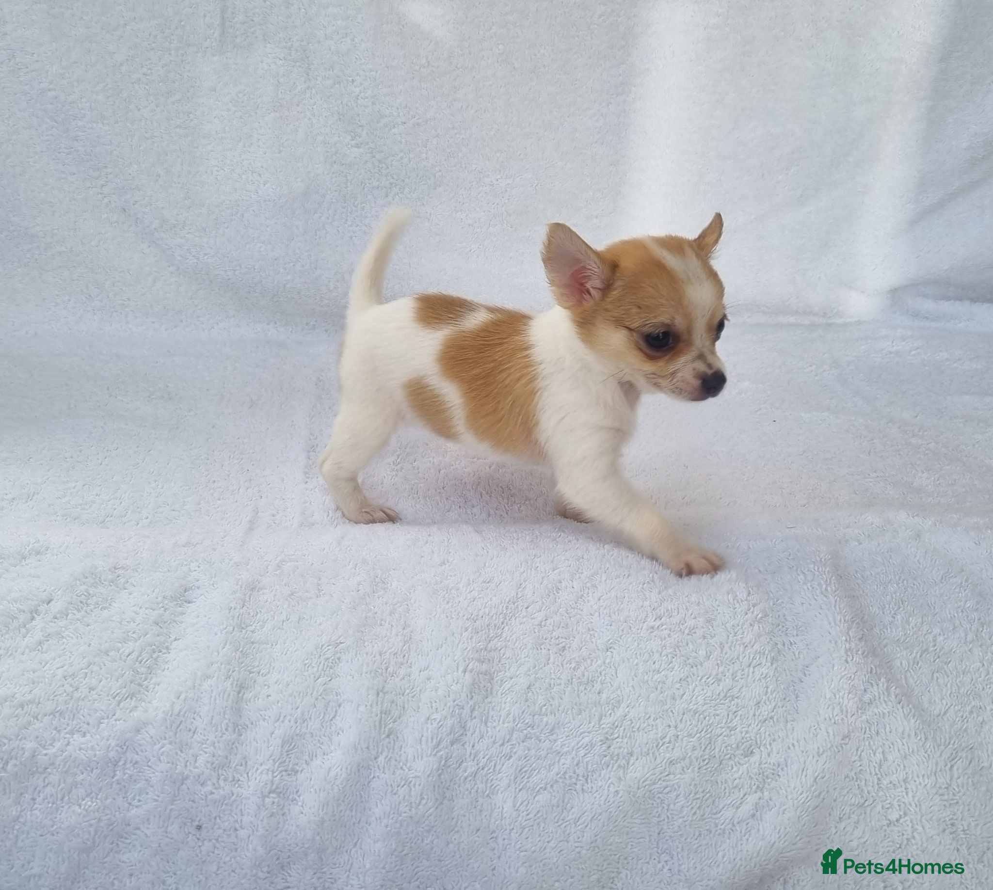 Chihuahua dogs Full bread Chihuahua puppies very nice Puppy's - Advert 1