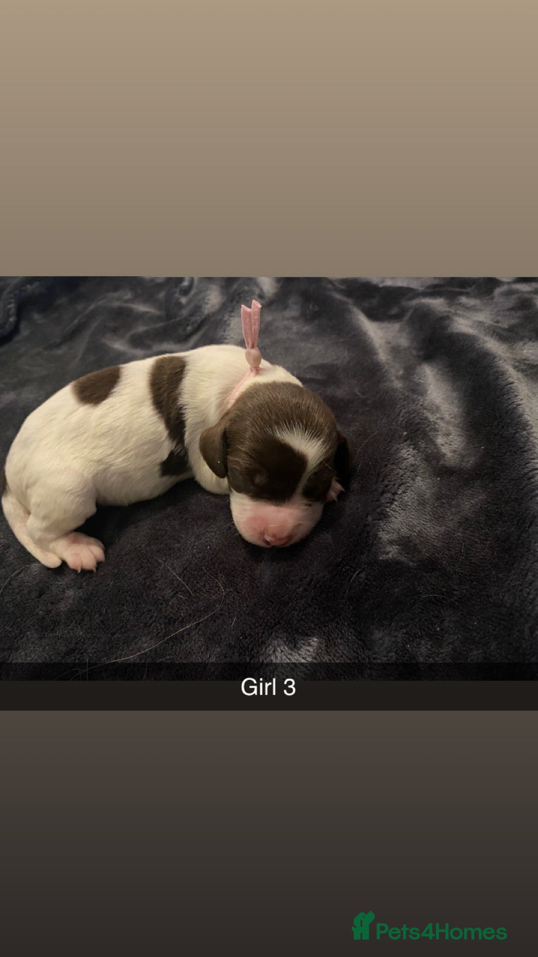 Cocker Spaniel dogs for sale: Working cocker spaniel puppies  - Advert 3