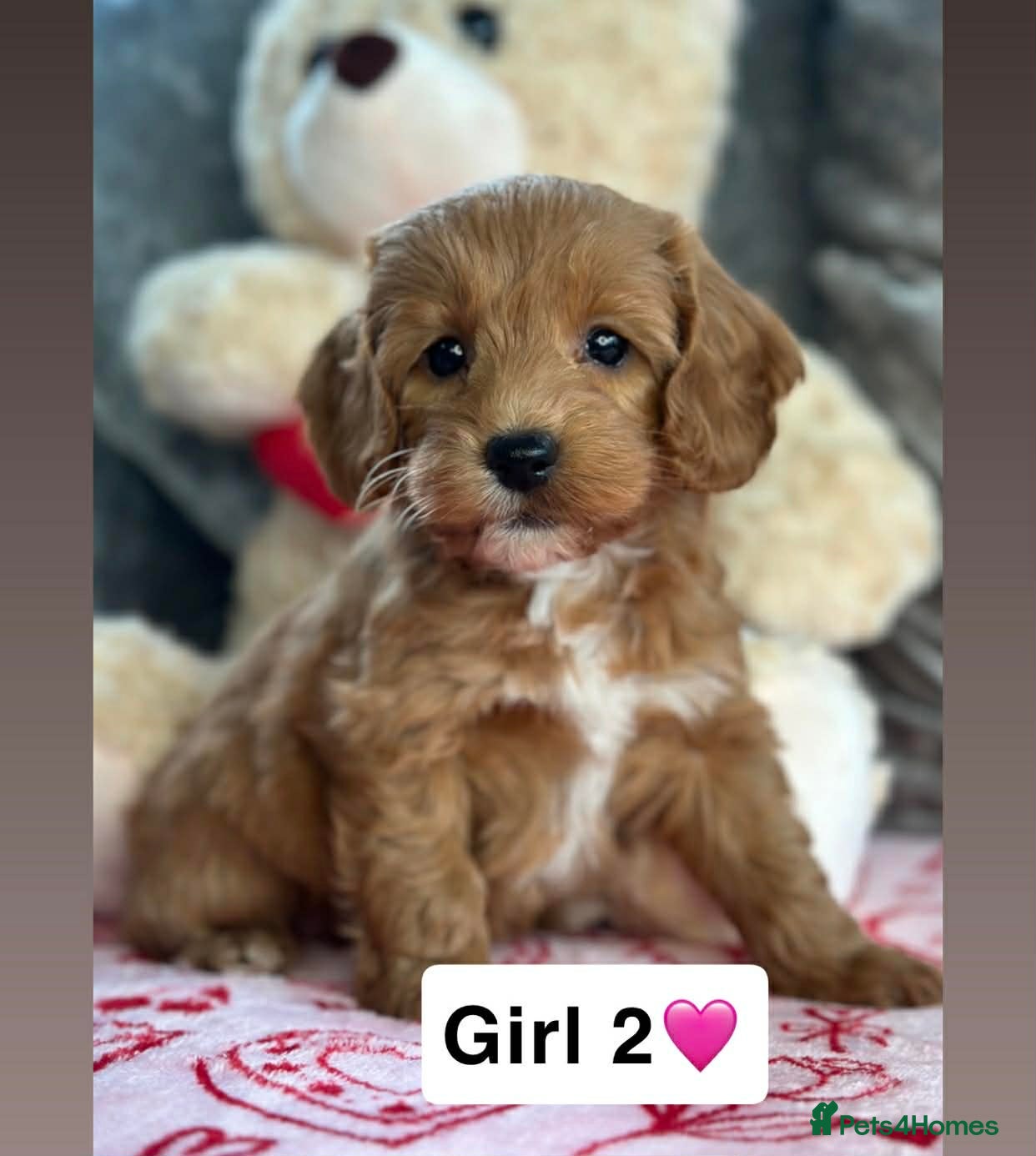 Cockapoo dogs Stunning PRA/PRCD Cockerpoo Pups - Advert 1