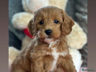 Cockapoo dogs Stunning PRA/PRCD Cockerpoo Pups - Advert 12
