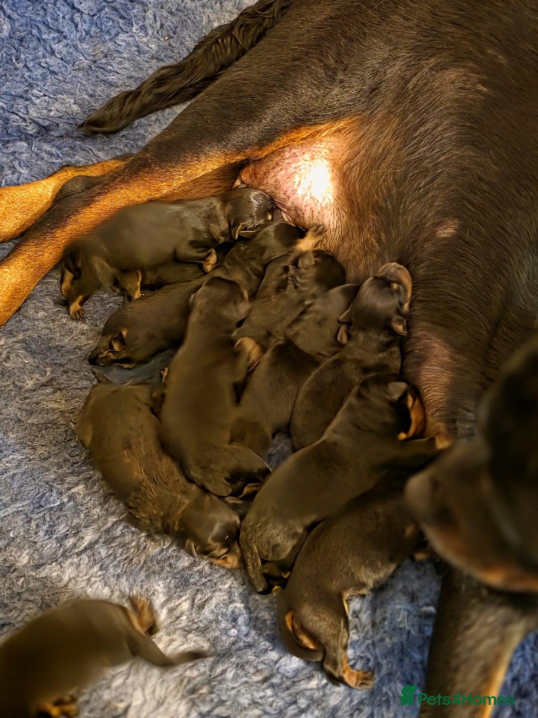 Rottweiler dogs for sale: Stunning KC REGISTERED chunky rottweiler  - Advert 2