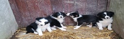 Border Collie dogs for sale: Farm bred, Tri coloured border collie puppies  - Advert 4